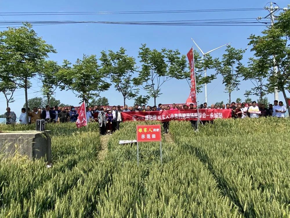 2021年康拓森永城站娘家人小麥藥肥觀摩會(huì)完滿結(jié)束！