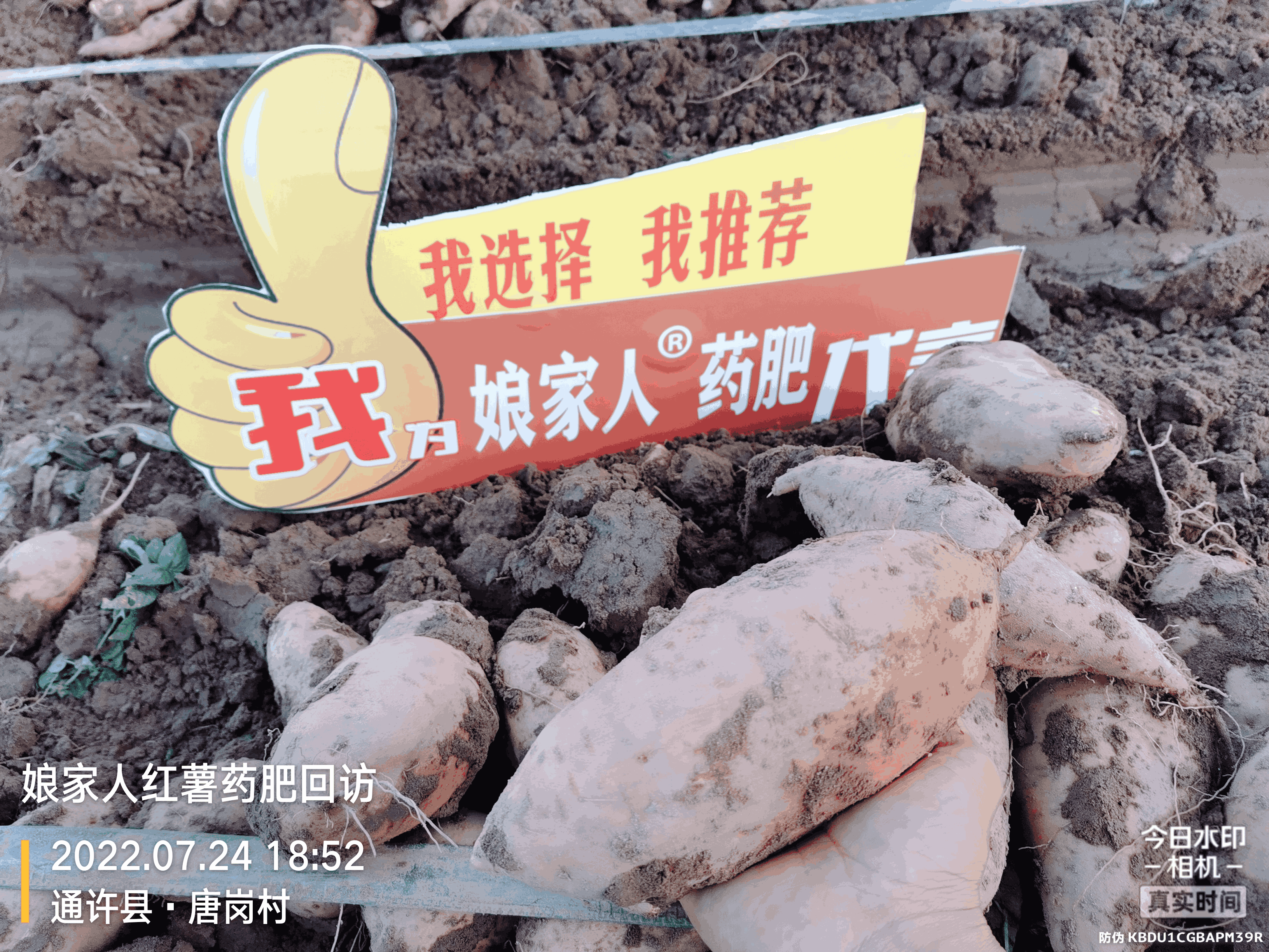 紅薯豐收，用了娘家人，“薯”你最棒！
